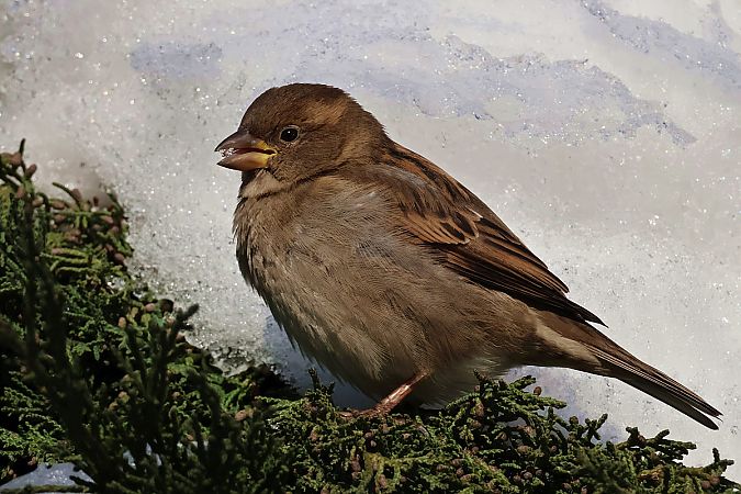 wróbel  - Krzysztof Czajowski