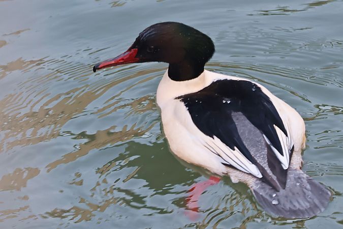 nurogęś  - Krzysztof Czajowski