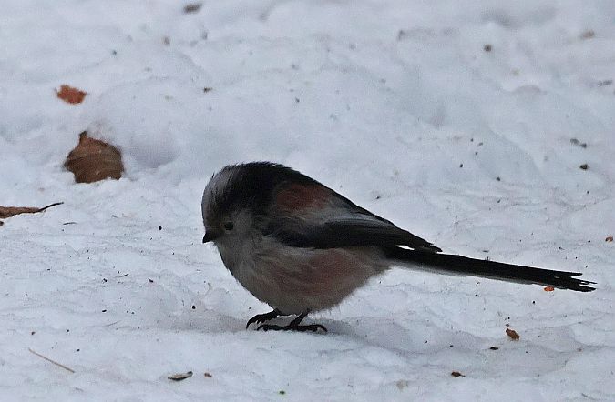 raniuszek (czarnobrewy, ssp. europaeus)  - Krzysztof Czajowski