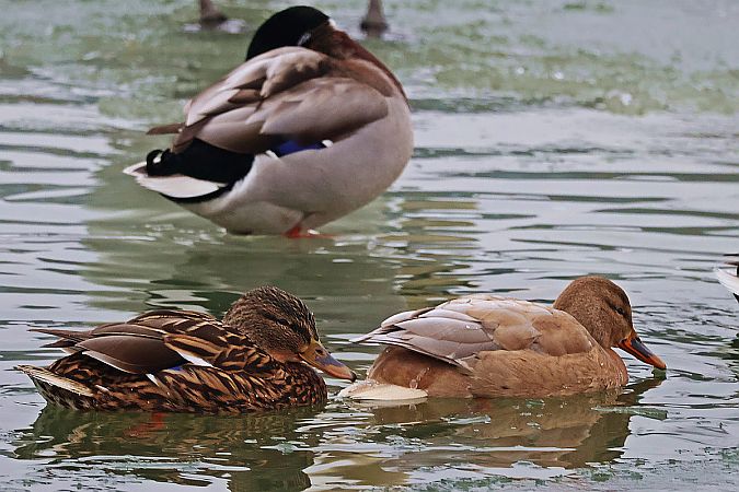 Stockente  - Krzysztof Czajowski