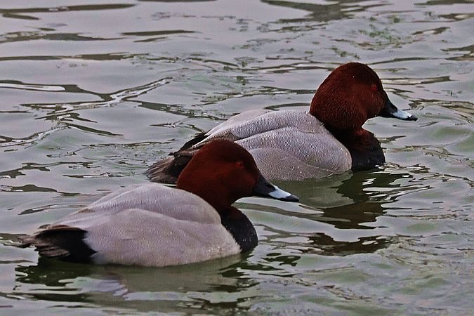 głowienka  - Krzysztof Czajowski
