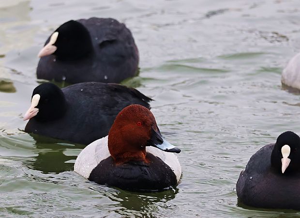 głowienka  - Krzysztof Czajowski