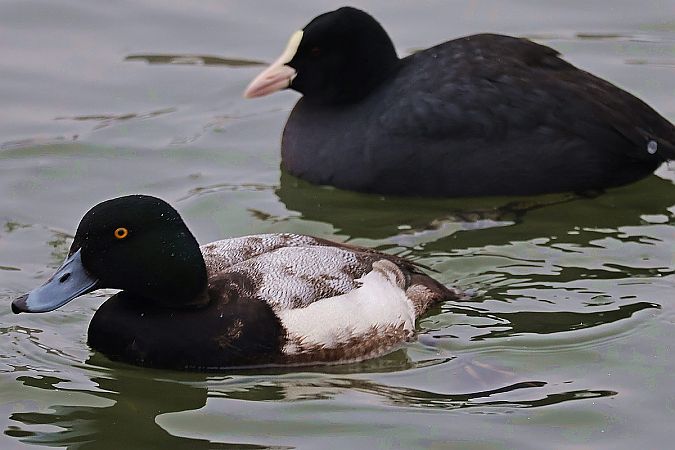ogorzałka  - Krzysztof Czajowski