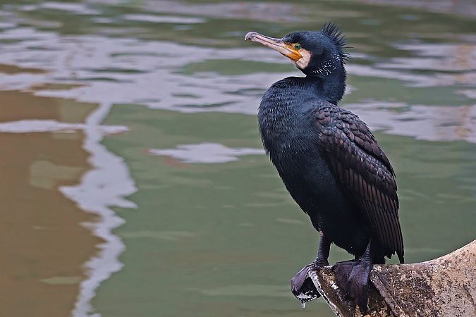 kormoran  - Krzysztof Czajowski