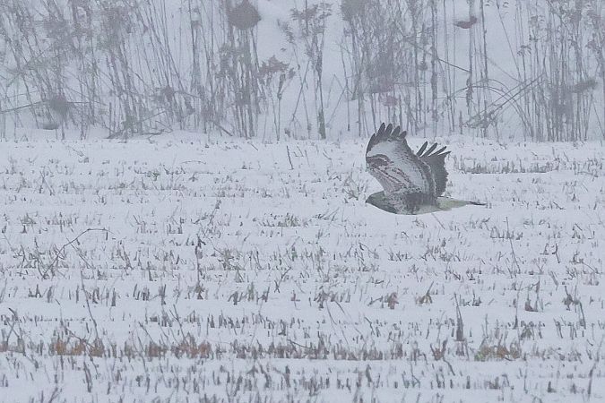 Raufussbussard  - Krzysztof Czajowski
