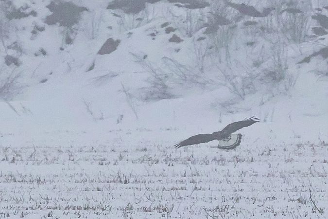 myszołów włochaty  - Krzysztof Czajowski