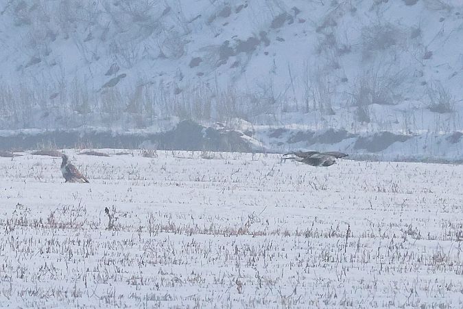 myszołów włochaty  - Krzysztof Czajowski