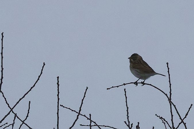 Rohrammer  - Krzysztof Czajowski