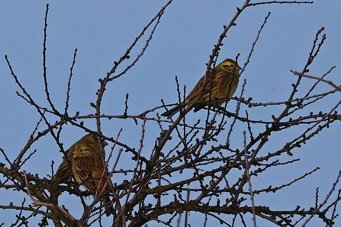 trznadel  - Krzysztof Czajowski