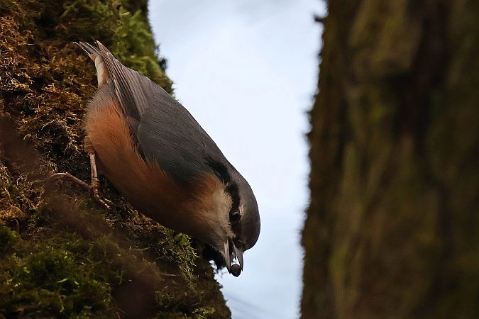 Sittelle torchepot  - Krzysztof Czajowski