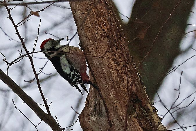 dzięcioł średni  - Krzysztof Czajowski