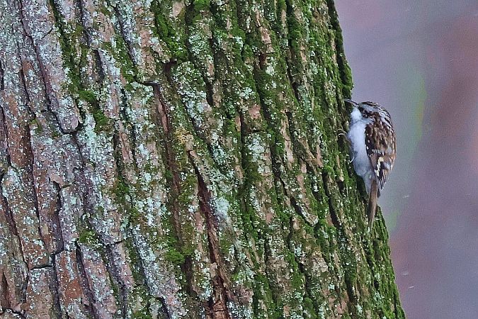 pełzacz leśny  - Krzysztof Czajowski
