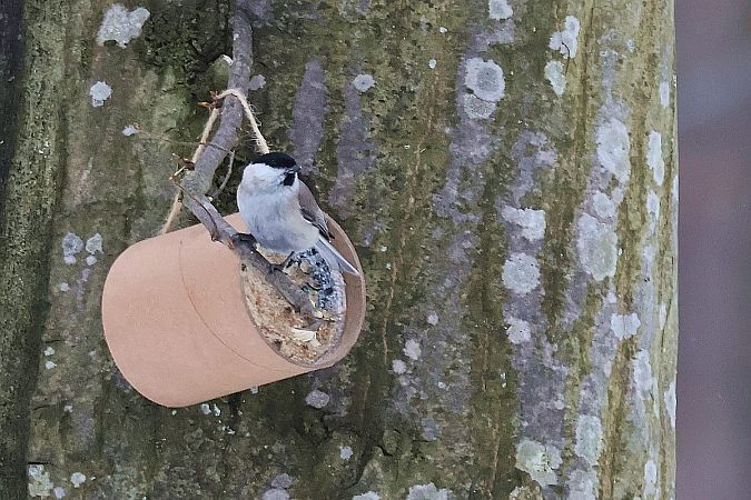 Mönchsmeise  - Krzysztof Czajowski