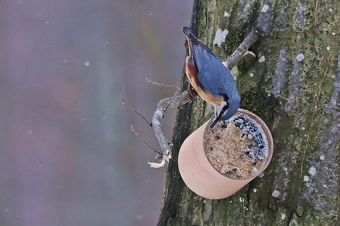 kowalik  - Krzysztof Czajowski