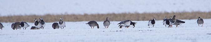 Weisswangengans  - Mariusz Glugla