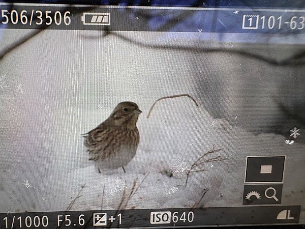 trznadel białogłowy  - Marcin Kasiński