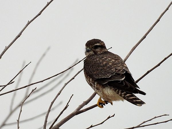 drzemlik  - Marian Szeruga