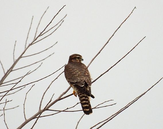 drzemlik  - Marian Szeruga