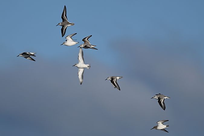 piaskowiec  - Tomasz Wojciechowski