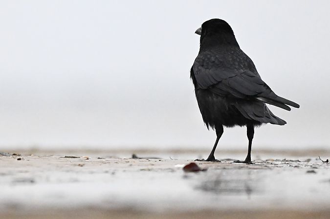 czarnowron  - Tomasz Wojciechowski