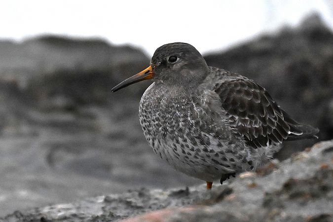 biegus morski  - Tomasz Wojciechowski