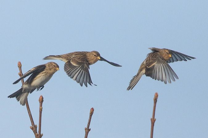 rzepołuch  - Szymon Kulesza