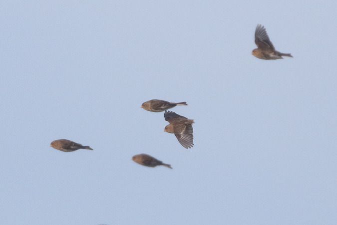 Berghänfling  - Szymon Kulesza