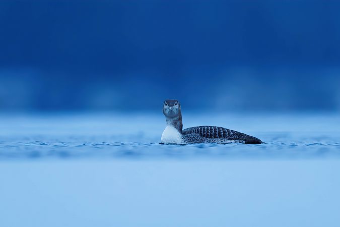 nur białodzioby  - Patryk Kurc