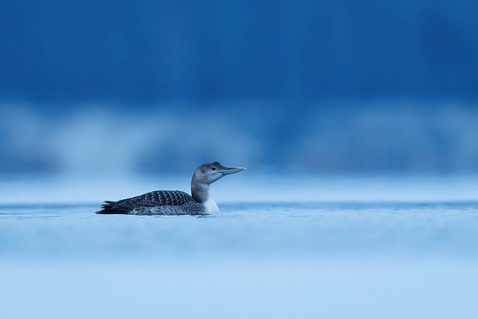 nur białodzioby  - Patryk Kurc