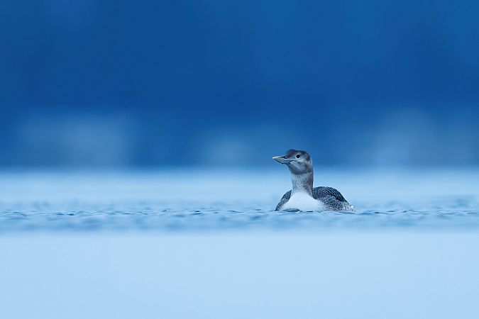 nur białodzioby  - Patryk Kurc