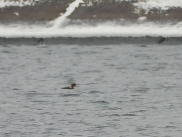 szlachar  - Mirosław Nowicki