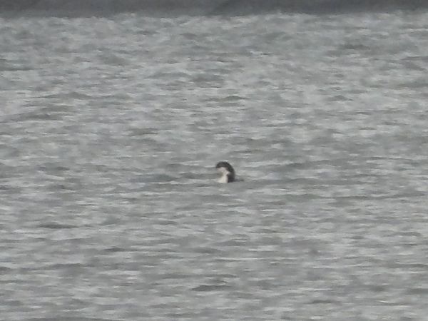 lodowiec  - Mirosław Nowicki