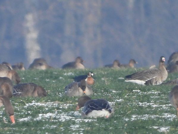 bernikla rdzawoszyja  - Mirosław Nowicki