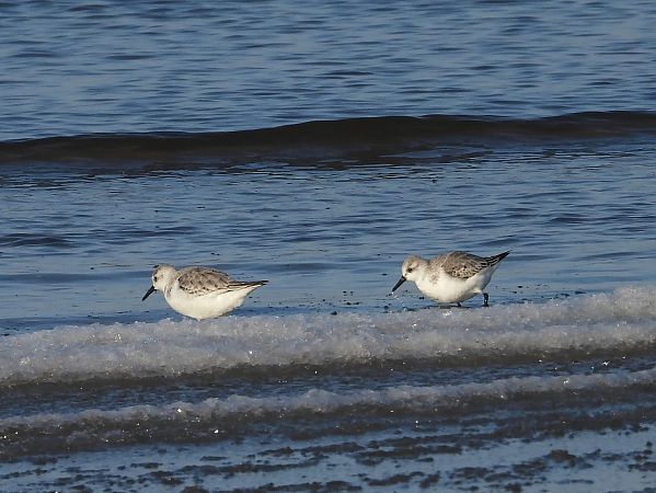 piaskowiec  - Mirosław Nowicki