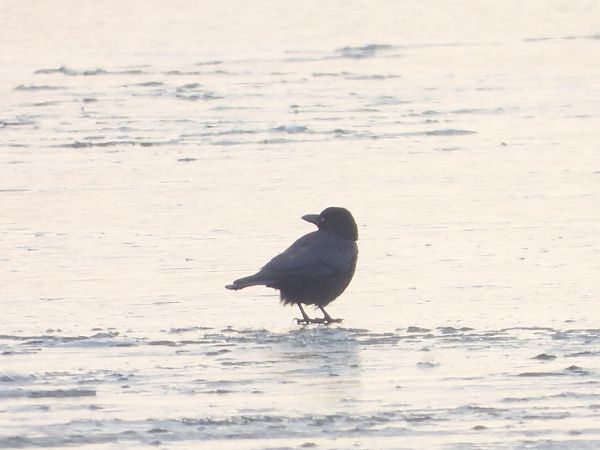 czarnowron  - Mirosław Nowicki