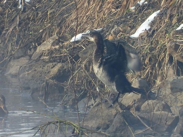 kormoran mały  - Mirosław Nowicki