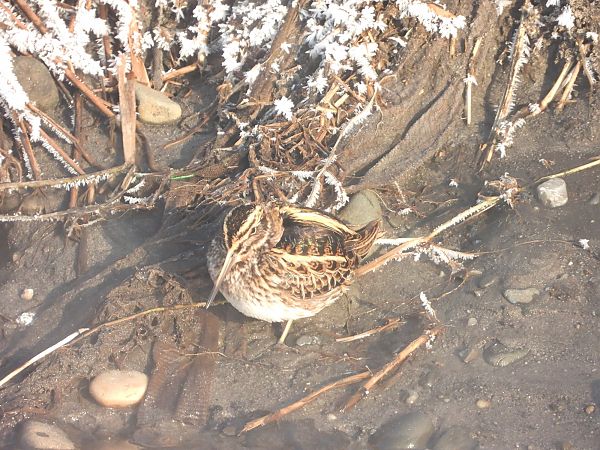 bekasik  - Mirosław Nowicki