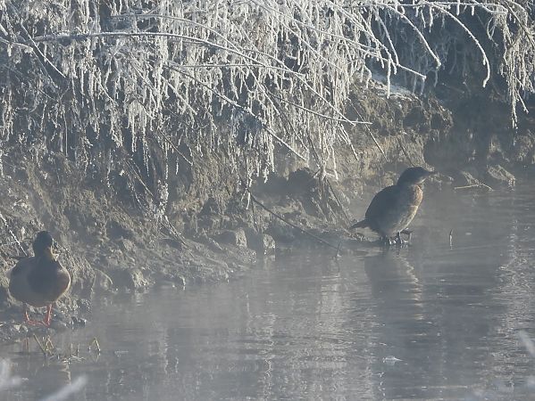 kormoran mały  - Mirosław Nowicki