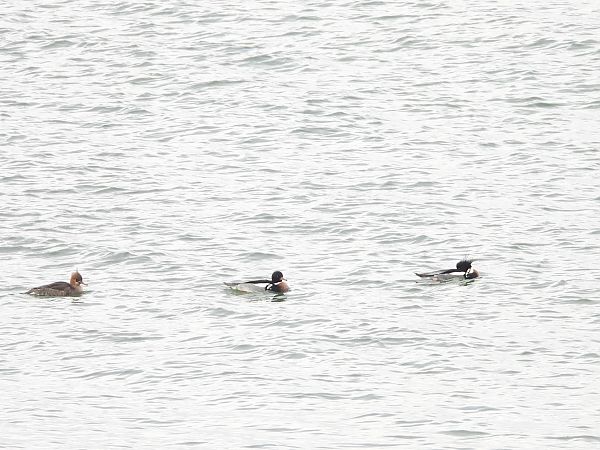 szlachar  - Mirosław Nowicki