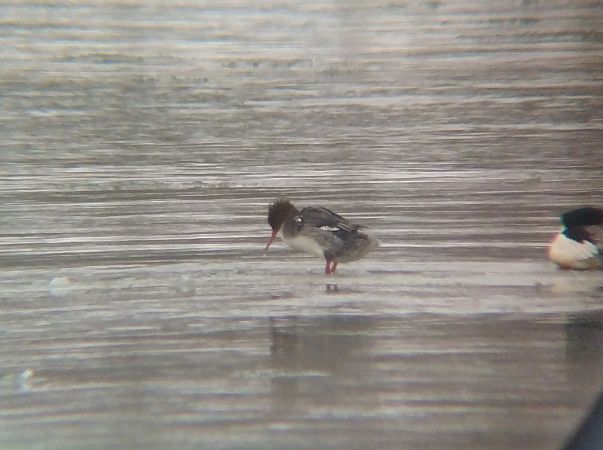 szlachar  - Arek Urbaniec