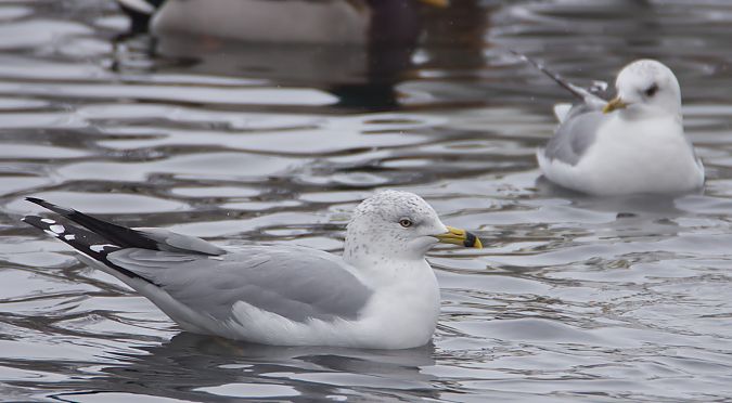 mewa delawarska  - Tomasz Hens