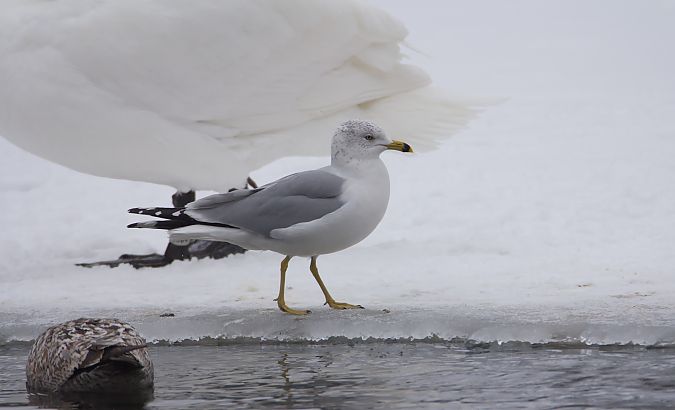 mewa delawarska  - Tomasz Hens