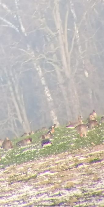 bernikla rdzawoszyja  - Jakub Cichy