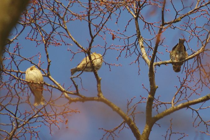 rzepołuch  - Waldemar Abucewicz