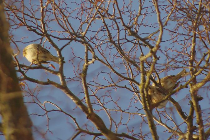 Berghänfling  - Waldemar Abucewicz