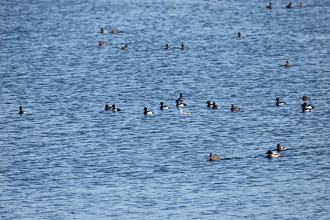 czernica  - Henryk Piernikarczyk