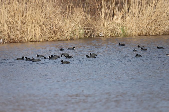 łyska  - Henryk Piernikarczyk