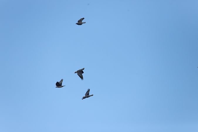 kawka  - Henryk Piernikarczyk