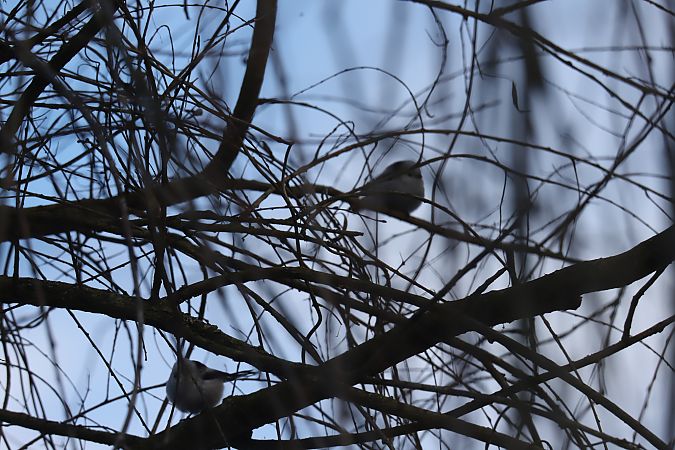 raniuszek  - Henryk Piernikarczyk