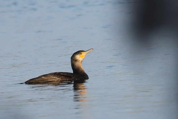 kormoran  - Henryk Piernikarczyk